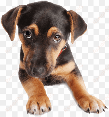 puppy dog face - german shepherd puppies png