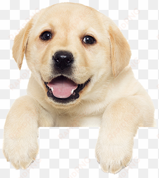 puppy other - puppy png