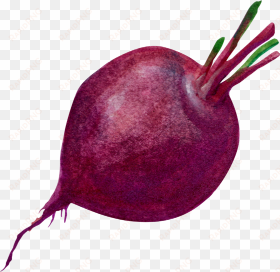 purple common beet transprent - purple beet