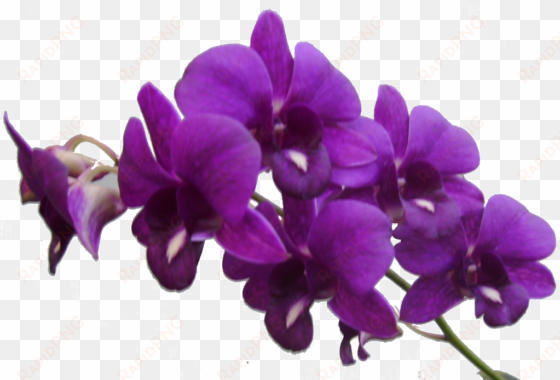 purple flower frame - purple orchid flower png