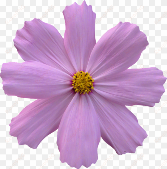 purple flower transparent background