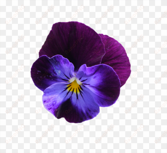 purple flowers - pansy