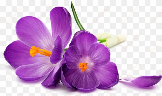 purple flowers png image transparent - purple flower on a white background