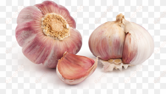 purple garlic - purple garlic png