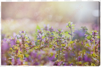purple meadow flowers bathed in sunlight - flower