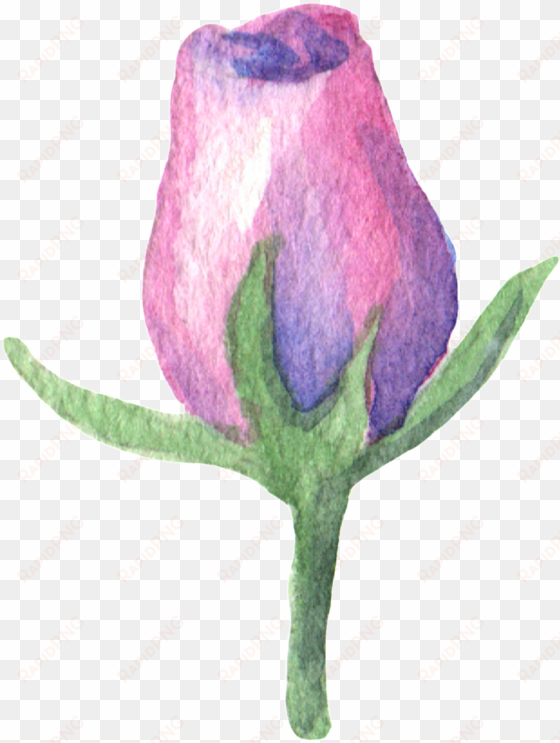 purple scent bouquet transparent decorative - rose