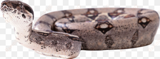 python snake transparent background
