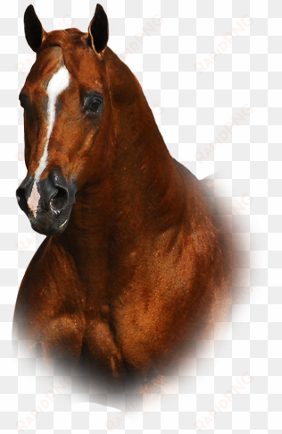 quarter horse png - transparent quarter horse