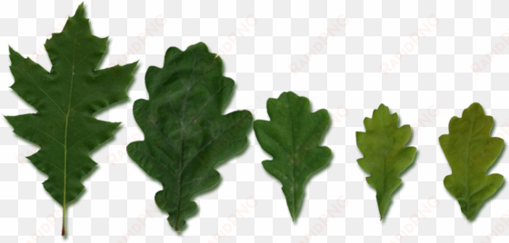 quercus leaves - leaf