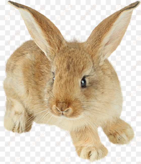 Rabbit Png transparent png image