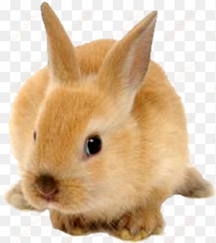 rabbit png image - rabbit png