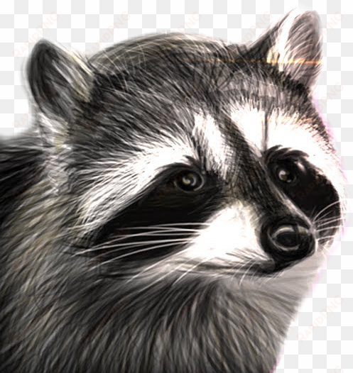 raccooneggs youtube csgo raccoon raccoonsticker here - raccooneggs raccoon