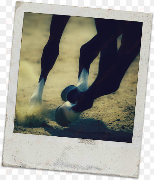 race-poloroid - horse galloping