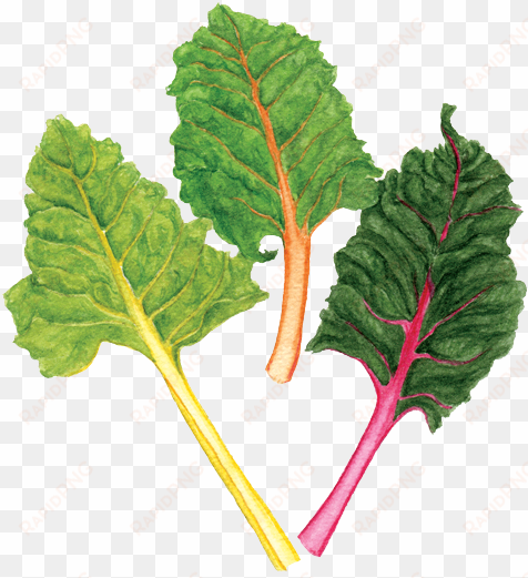 rainbow chard - chard