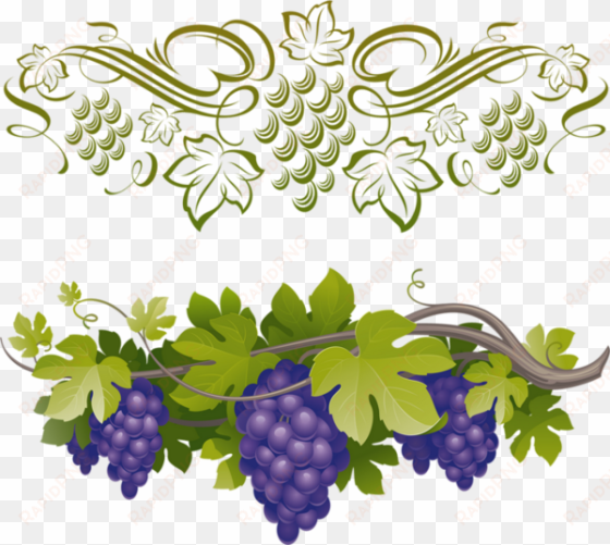 raisin png, tube fruit, vendanges - 5th sunday of easter year b