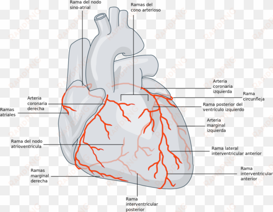 rama marginal derecha de la arteria coronaria derecha - coronary artery arteriae coronariae