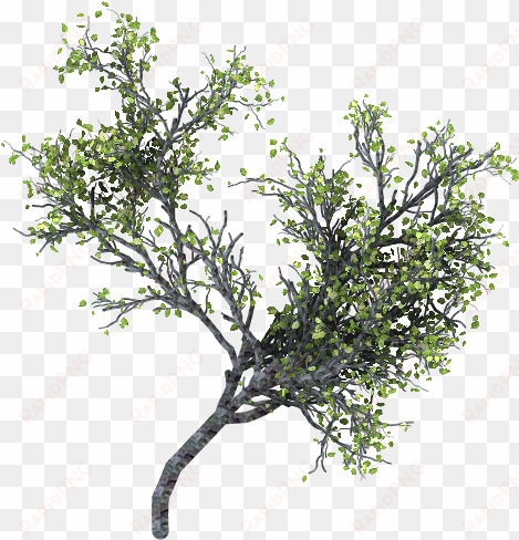 ramas arbol png - tree