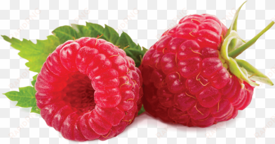 raspberry - beneficios de la mora