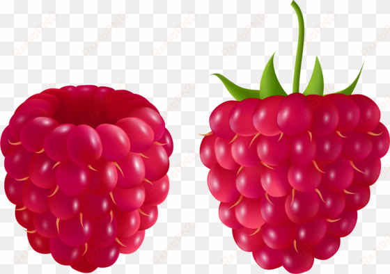 raspberry clip art