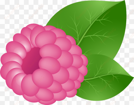 raspberry clipart transparent