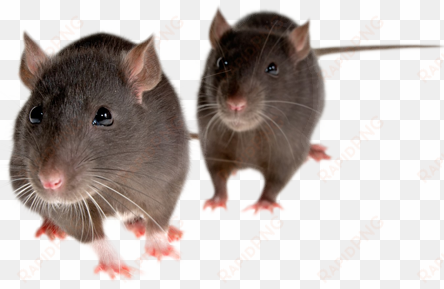 rat mouse png clipart - mice png