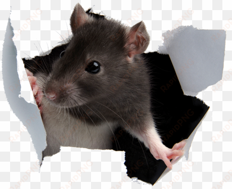 rat paper - rat png