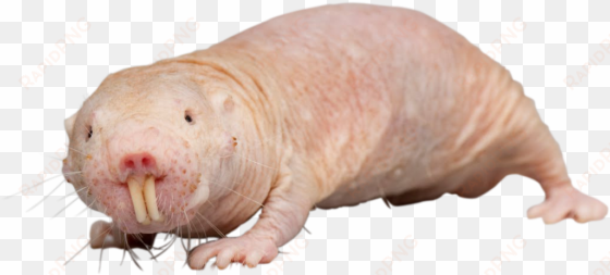 rat transparent scary - naked mole rat png