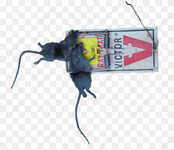 rat trap snitches beware - victor rat trap