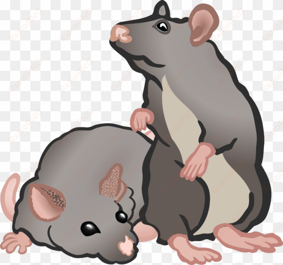 , , - rats clipart