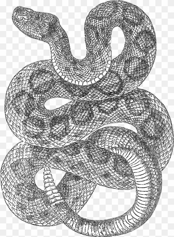 rattlesnake drawing t - rattle snake line drawing