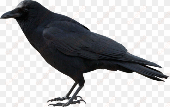 raven clipart png vector free - transparent crow