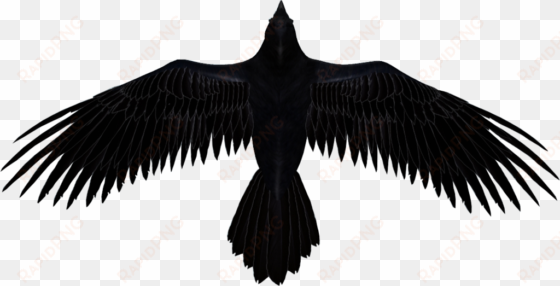 raven - transparent background raven png