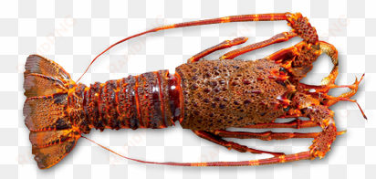 raw whole rock lobster by sapmer - homarus gammarus
