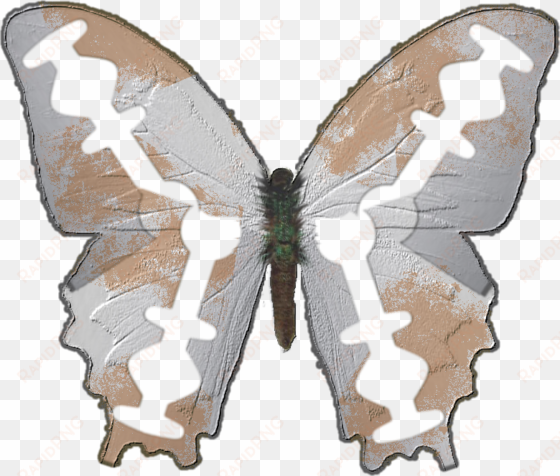 razorblade butterfly - papilio machaon