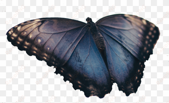 real blue butterfly - brush-footed butterfly