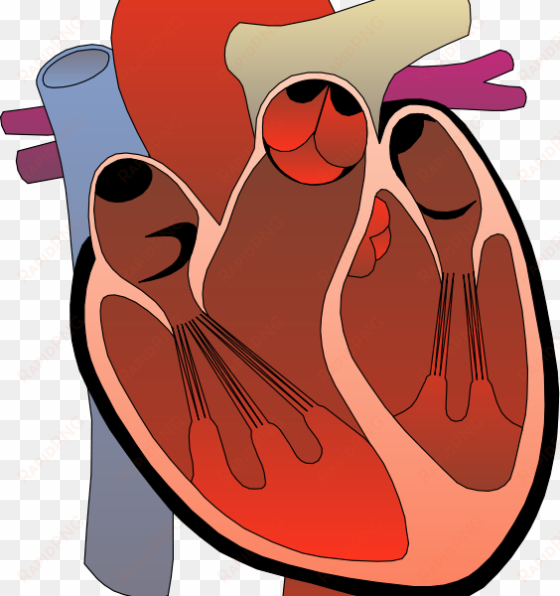 Real Heart - Right Ventricular Outflow Tract Ectopy transparent png image