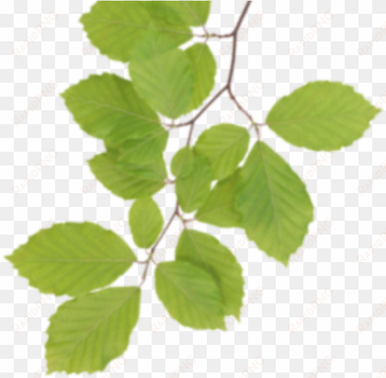 real leaves png clipart - real leaves clipart