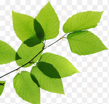 real leaves png transparent image - green leaves transparent
