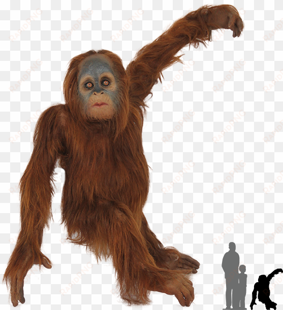 real monkey png - orangutan png