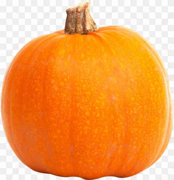 real pumpkin file mart freeuse - pumpkin