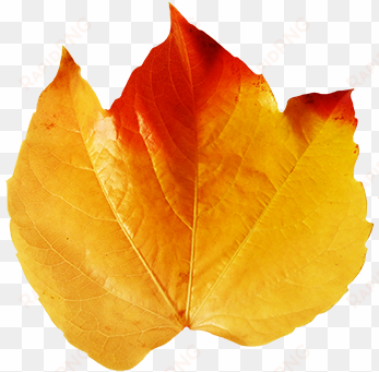 realistic clipart leaf - real fall leaves clip art