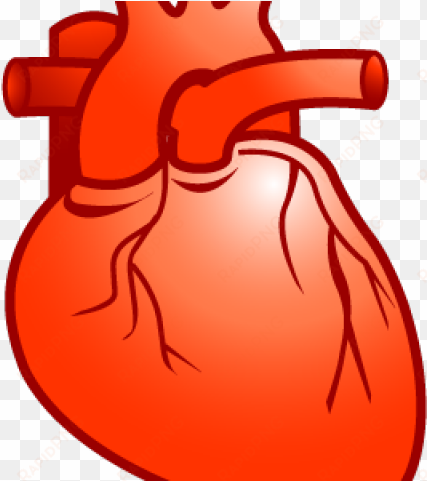 Realistic Heart Free Techflourish - Real Heart Clipart transparent png image