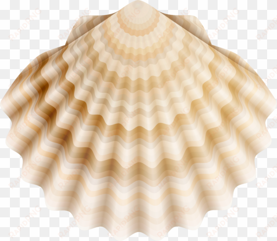 realistic shell png clip art - pectinidae