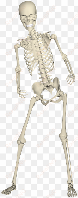 realistic skeleton hips and legs png image download - skeleton leg png