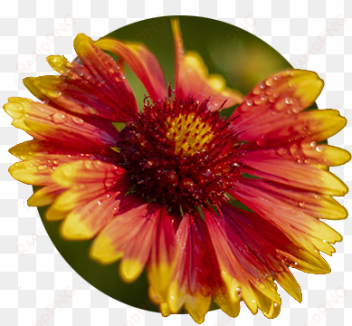red and yellow daisy at bosky dell natives in west - bosky dell natives