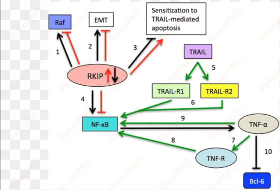 red arrows depict the interactions of downstream gene - common fig