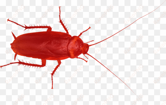 red cockroache red cockroache - red cockroach