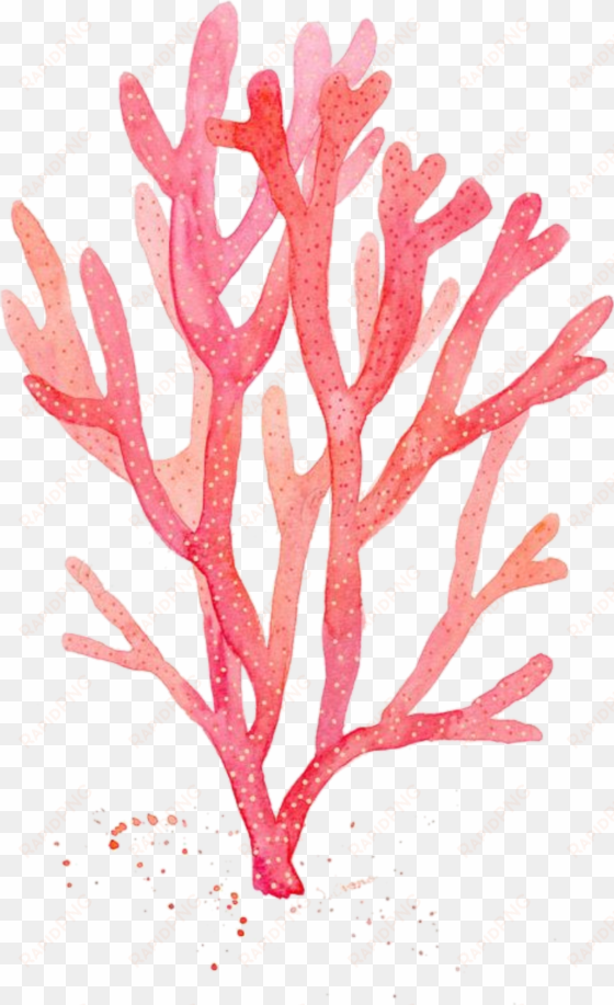 red coral watercolor painting drawing algae - corail aquarelle