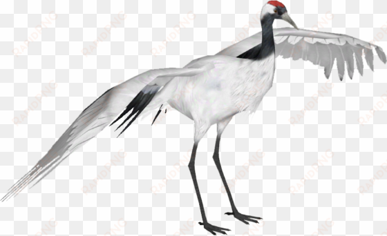 red crowned crane - red crowned crane png