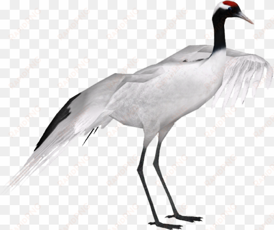 red-crowned crane - red crowned crane png